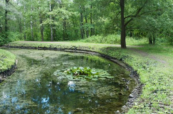 공원의 연못에 — 스톡 사진
