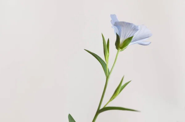 Lino Linum Usitatissimum Flores Sobre Fondo Claro Plano Cerca Enfoque —  Fotos de Stock