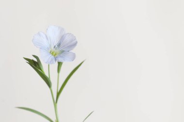 Flax (Linum usitatissimum) hafif arkaplan üzerinde çiçekler, yakın çekim, yerel odak