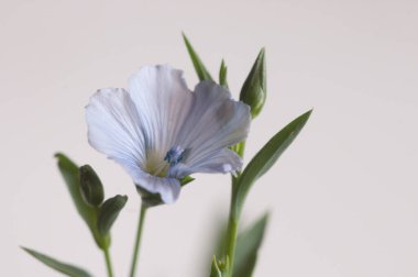 Flax (Linum usitatissimum) hafif arkaplan üzerinde çiçekler, yakın çekim, yerel odak