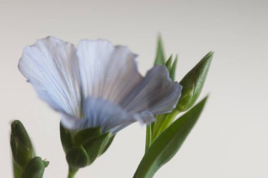 Flax (Linum usitatissimum) hafif arkaplan üzerinde çiçekler, yakın çekim, yerel odak
