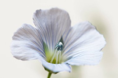 Flax (Linum usitatissimum) hafif arkaplan üzerinde çiçekler, yakın çekim, yerel odak