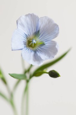 Flax (Linum usitatissimum) hafif arkaplan üzerinde çiçekler, yakın çekim, yerel odak