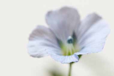 Flax (Linum usitatissimum) hafif arkaplan üzerinde çiçekler, yakın çekim, yerel odak