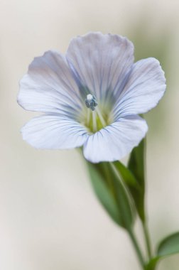 Flax (Linum usitatissimum) hafif arkaplan üzerinde çiçekler, yakın çekim, yerel odak