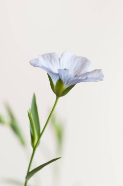 Flax (Linum usitatissimum) hafif arkaplan üzerinde çiçekler, yakın çekim, yerel odak