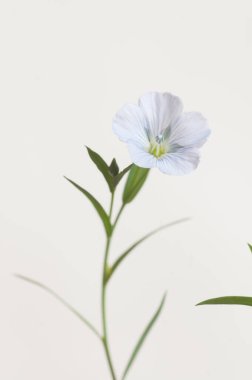 Flax (Linum usitatissimum) hafif arkaplan üzerinde çiçekler, yakın çekim, yerel odak