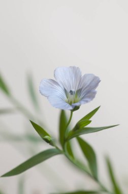 Flax (Linum usitatissimum) hafif arkaplan üzerinde çiçekler, yakın çekim, yerel odak