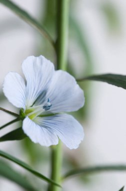 Flax (Linum usitatissimum) hafif arkaplan üzerinde çiçekler, yakın çekim, yerel odak