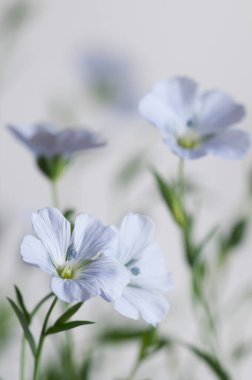 Flax (Linum usitatissimum) hafif arkaplan üzerinde çiçekler, yakın çekim, yerel odak