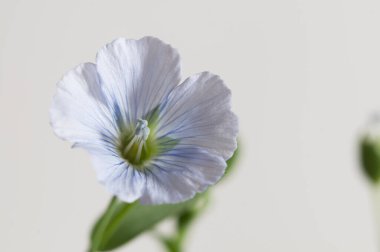 Flax (Linum usitatissimum) hafif arkaplan üzerinde çiçekler, yakın çekim, yerel odak