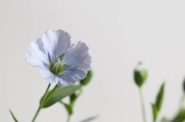 Flax (Linum usitatissimum) hafif arkaplan üzerinde çiçekler, yakın çekim, yerel odak