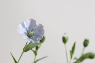 Flax (Linum usitatissimum) hafif arkaplan üzerinde çiçekler, yakın çekim, yerel odak