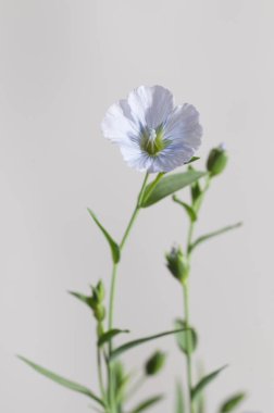 Flax (Linum usitatissimum) hafif arkaplan üzerinde çiçekler, yakın çekim, yerel odak