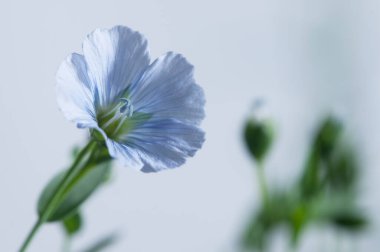 Flax (Linum usitatissimum) hafif arkaplan üzerinde çiçekler, yakın çekim, yerel odak