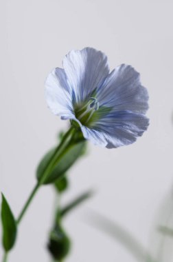 Flax (Linum usitatissimum) hafif arkaplan üzerinde çiçekler, yakın çekim, yerel odak