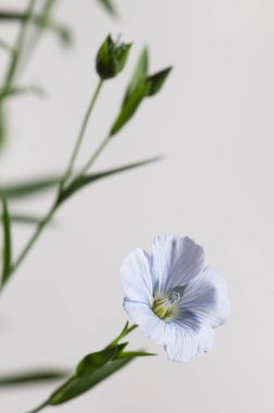 Flax (Linum usitatissimum) hafif arkaplan üzerinde çiçekler, yakın çekim, yerel odak