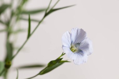 Flax (Linum usitatissimum) hafif arkaplan üzerinde çiçekler, yakın çekim, yerel odak