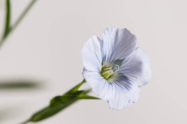 Flax (Linum usitatissimum) hafif arkaplan üzerinde çiçekler, yakın çekim, yerel odak