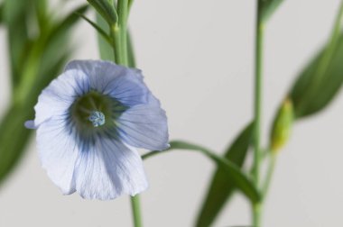 Flax (Linum usitatissimum) hafif arkaplan üzerinde çiçekler, yakın çekim, yerel odak