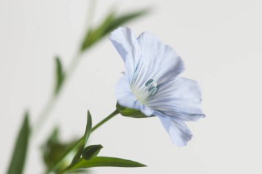 Flax (Linum usitatissimum) hafif arkaplan üzerinde çiçekler, yakın çekim, yerel odak