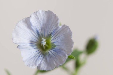 Flax (Linum usitatissimum) hafif arkaplan üzerinde çiçekler, yakın çekim, yerel odak
