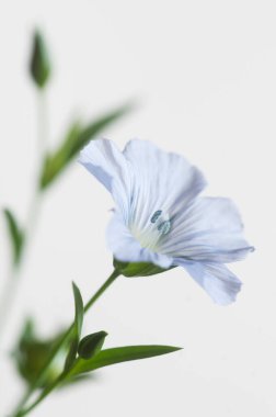 Flax (Linum usitatissimum) hafif arkaplan üzerinde çiçekler, yakın çekim, yerel odak