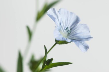 Flax (Linum usitatissimum) hafif arkaplan üzerinde çiçekler, yakın çekim, yerel odak