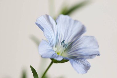 Flax (Linum usitatissimum) hafif arkaplan üzerinde çiçekler, yakın çekim, yerel odak