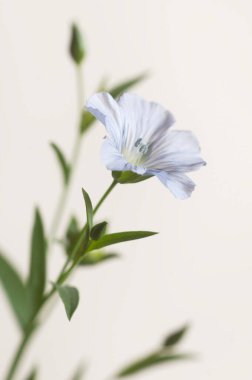 Flax (Linum usitatissimum) hafif arkaplan üzerinde çiçekler, yakın çekim, yerel odak