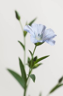 Flax (Linum usitatissimum) hafif arkaplan üzerinde çiçekler, yakın çekim, yerel odak
