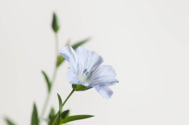 Flax (Linum usitatissimum) hafif arkaplan üzerinde çiçekler, yakın çekim, yerel odak