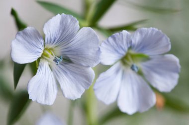 Flax (Linum usitatissimum) hafif arkaplan üzerinde çiçekler, yakın çekim, yerel odak