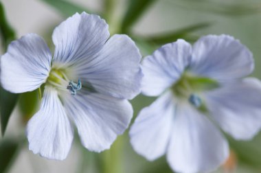 Flax (Linum usitatissimum) hafif arkaplan üzerinde çiçekler, yakın çekim, yerel odak
