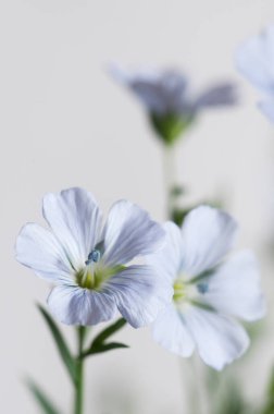 Flax (Linum usitatissimum) hafif arkaplan üzerinde çiçekler, yakın çekim, yerel odak