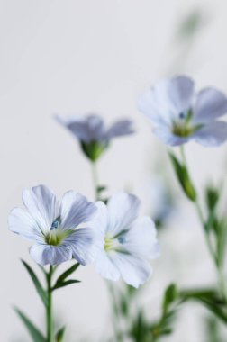 Flax (Linum usitatissimum) hafif arkaplan üzerinde çiçekler, yakın çekim, yerel odak