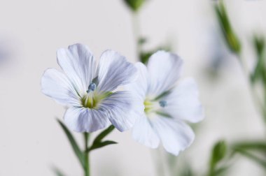 Flax (Linum usitatissimum) hafif arkaplan üzerinde çiçekler, yakın çekim, yerel odak