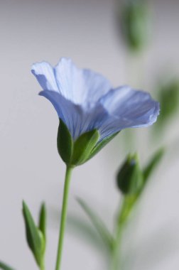Flax (Linum usitatissimum) hafif arkaplan üzerinde çiçekler, yakın çekim, yerel odak