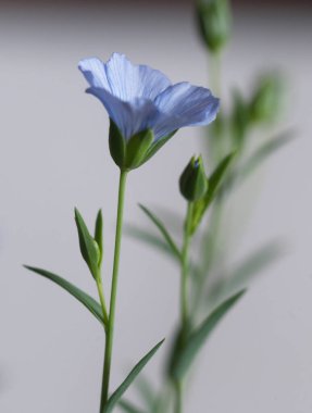 Flax (Linum usitatissimum) hafif arkaplan üzerinde çiçekler, yakın çekim, yerel odak