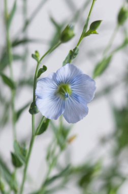 Flax (Linum usitatissimum) hafif arkaplan üzerinde çiçekler, yakın çekim, yerel odak