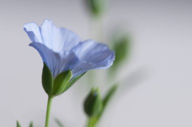 Flax (Linum usitatissimum) hafif arkaplan üzerinde çiçekler, yakın çekim, yerel odak