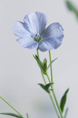 Flax (Linum usitatissimum) hafif arkaplan üzerinde çiçekler, yakın çekim, yerel odak