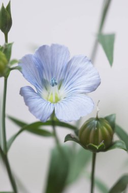 Flax (Linum usitatissimum) hafif arkaplan üzerinde çiçekler, yakın çekim, yerel odak