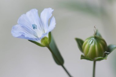 Flax (Linum usitatissimum) hafif arkaplan üzerinde çiçekler, yakın çekim, yerel odak
