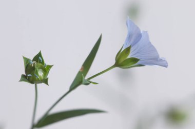 Flax (Linum usitatissimum) hafif arkaplan üzerinde çiçekler, yakın çekim, yerel odak