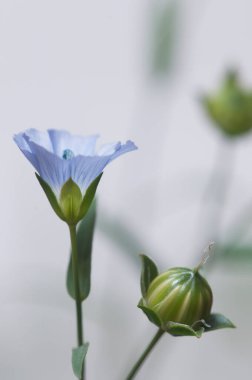 Flax (Linum usitatissimum) hafif arkaplan üzerinde çiçekler, yakın çekim, yerel odak