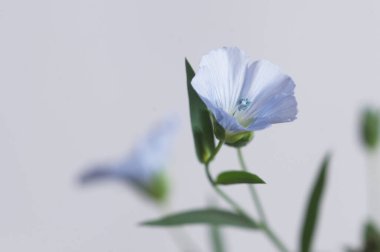Flax (Linum usitatissimum) hafif arkaplan üzerinde çiçekler, yakın çekim, yerel odak