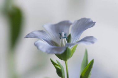 Flax (Linum usitatissimum) hafif arkaplan üzerinde çiçekler, yakın çekim, yerel odak