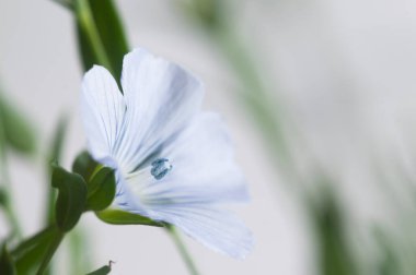 Flax (Linum usitatissimum) hafif arkaplan üzerinde çiçekler, yakın çekim, yerel odak
