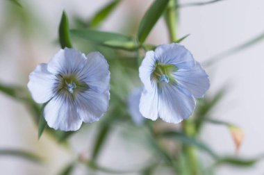 Flax (Linum usitatissimum) hafif arkaplan üzerinde çiçekler, yakın çekim, yerel odak